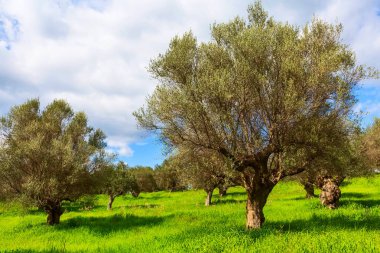 zeytin ağaçları ve bulutlu gökyüzü