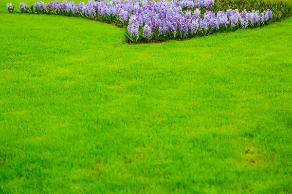 Гиацинтовые клумбы и зеленая трава — стоковое фото