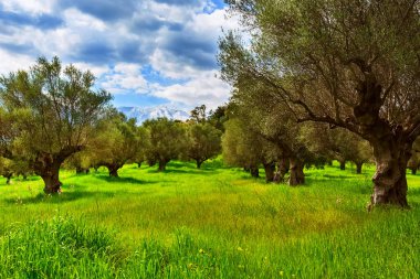 Zeytin ağaçları ve kar zirveleri
