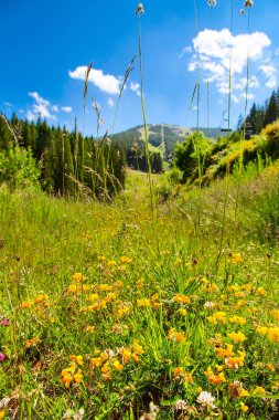 Yaz dağ doğa arka plan yakınındaki Bansko, Bulgaristan