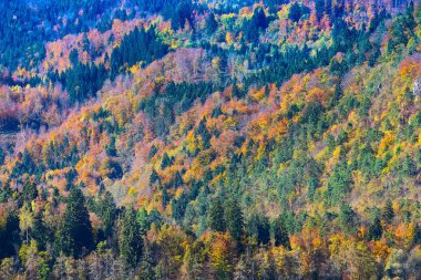 Güzel turuncu ve sarı sonbahar ormanı