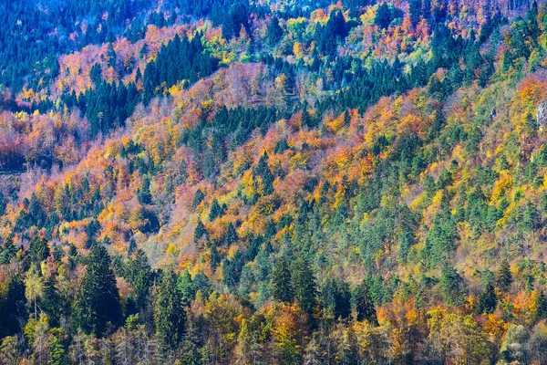 Güzel turuncu ve sarı sonbahar ormanı