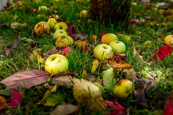 Feuilles d'automne et pommes dans l'herbe — Photo