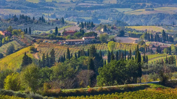 Tuscany landscape with vineyards, cypress trees Stock Picture
