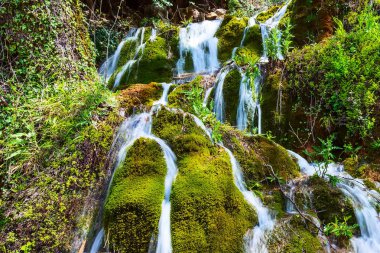 Ormanda çağlayan şelale gibi
