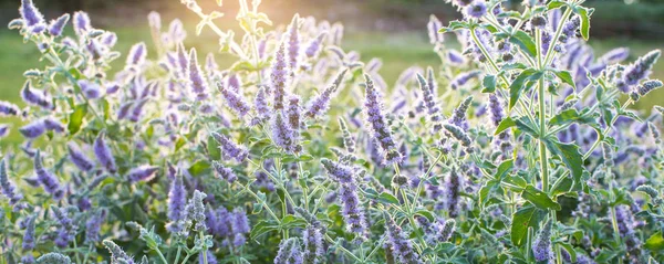 Nature environment background. Blossoming Wild Majoram in sunset rays background — Stock Photo, Image