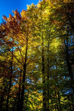 Renkli ağaçlarla sonbahar panorama arka planı