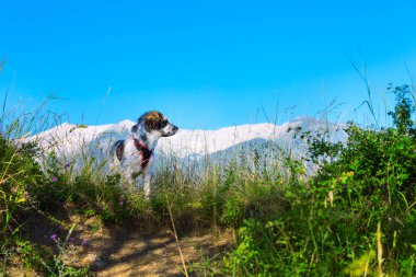 tüylü köpek yeşil çim özgürlük seyahat kavramı