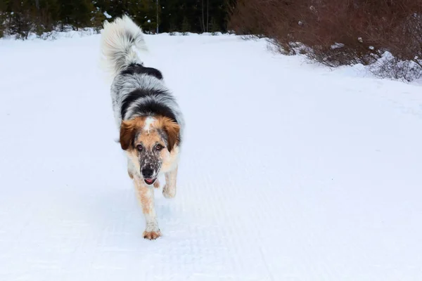 Grote hond lopen, sneeuw winter achtergrond — Stockfoto