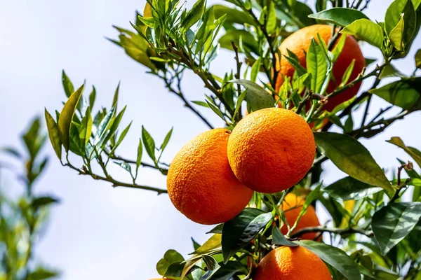 Naranjo con frutas maduras — Foto de Stock