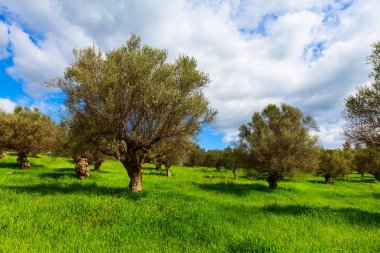 zeytin ağaçları ve bulutlu gökyüzü