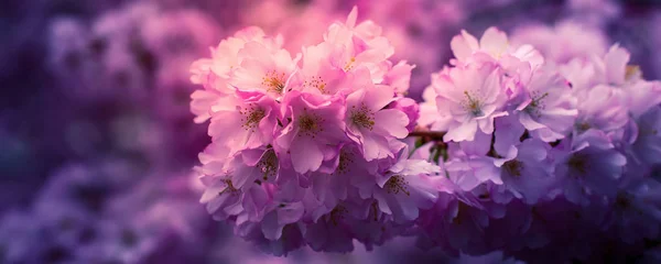 Güzel pembe kiraz çiçeği dalı, sakura çiçekleri — Stok fotoğraf