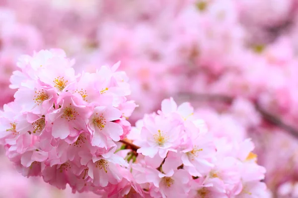 Pink cherry blossom branch, sakura flowers — Stock Photo, Image