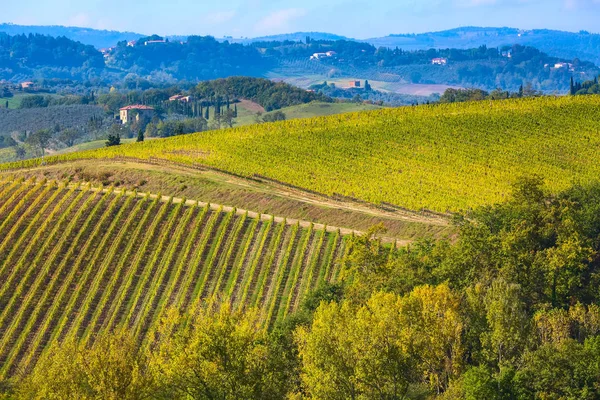 Paisagem tuscany com linhas de vinhas — Fotografia de Stock