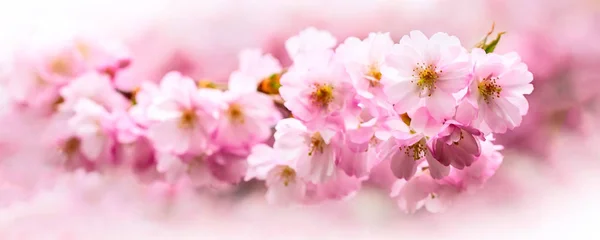 Prapor, růžový květ třešně, sakura květiny — Stock fotografie