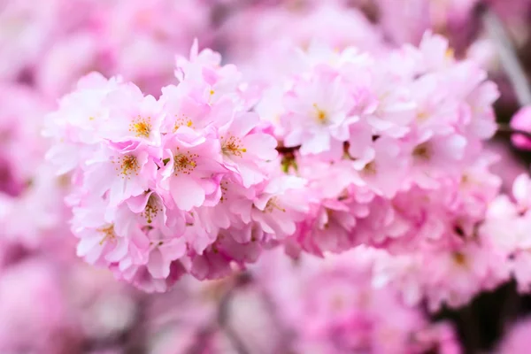 Pink cherry blossom branch, sakura flowers — Stock Photo, Image