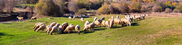 Nyáj birka legelészik a domboldalon — Stock Fotó