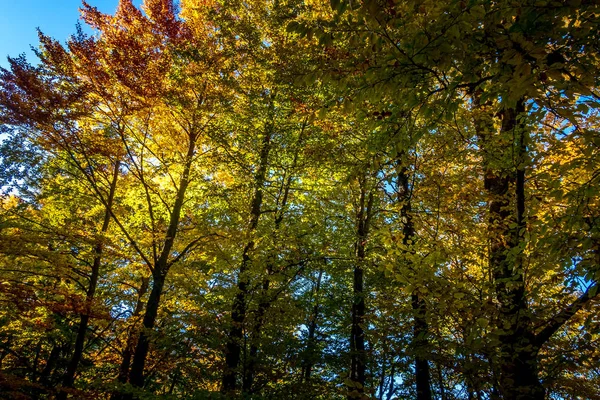 Outono panorama fundo com árvores coloridas — Fotografia de Stock