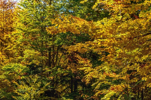 Renkli ağaçlarla sonbahar panorama arka planı
