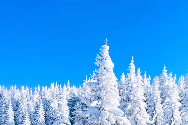 Abetos cubiertos de nieve pesada fondo de invierno —  Fotos de Stock