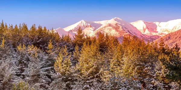Pirin tallar och Snöberg Peak, Bulgarien — Stockfoto