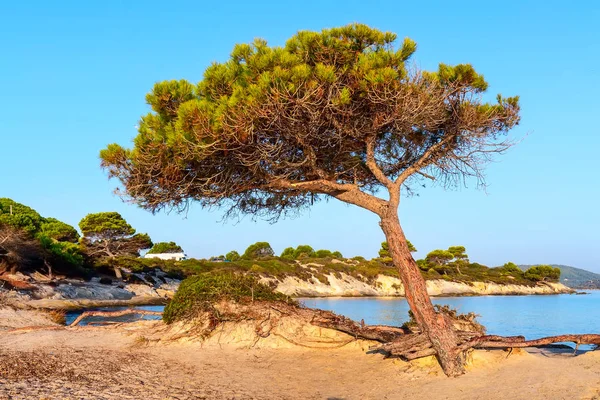 Pine Tree, Каріді Біч, Вурвуру, Греція — стокове фото