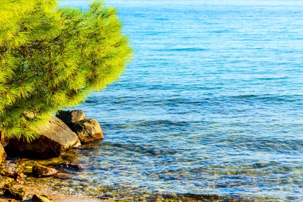 Pine forest tree by the sea in Halkidiki, Greece — Stock Photo, Image