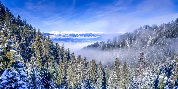 Tallar täckta av snö Flygfoto — Stockfoto