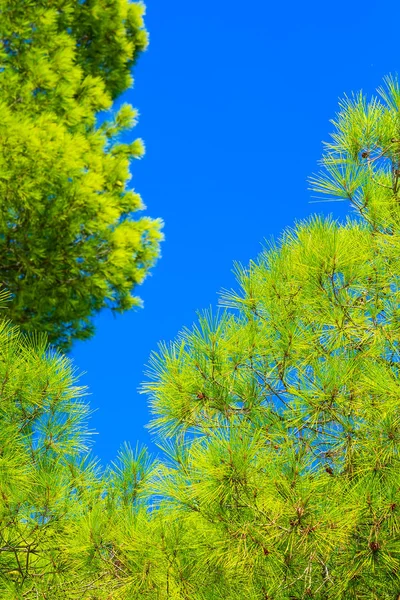 Сосновий ліс і блакитне небо в Галкідікі, Греція. — стокове фото