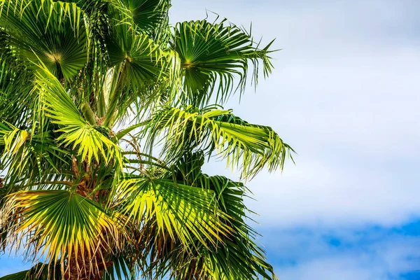Gröna palmer i blått molnigt himmel — Stockfoto