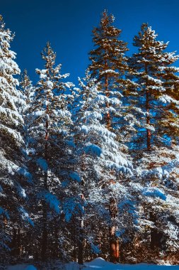 Kar ile kaplı Kış çam ağaçları