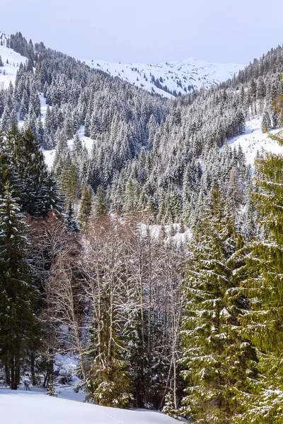 Verschneite Winterlandschaft im österreichischen Wald — Stockfoto
