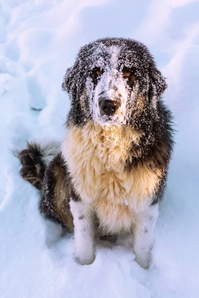 Bulharský ovčák, Karakachanský psí portrét — Stock fotografie
