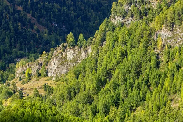 Luftbergwald, Schweiz, Schweizer Alpen — Stockfoto