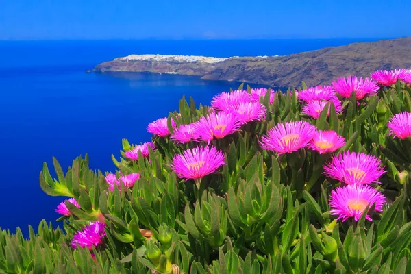 Pink ice plant, sea and Oia, Santorini, Greece