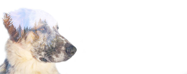 Dog portrait, forest pine trees. Double exposure