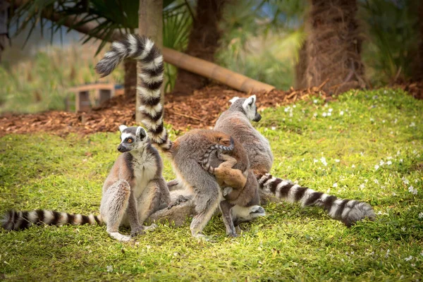Famille des singes lémuriens sur l'herbe — Photo