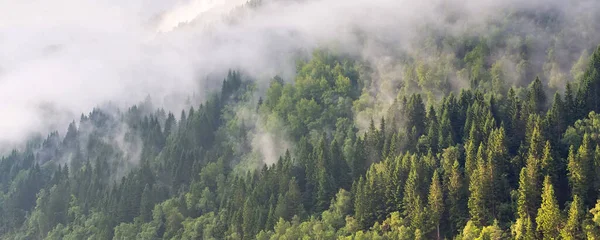 Çam ağaçları, sisli bulutlu siluet ormanı.