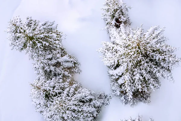 松の雪に覆われた木、冬のトップビュー — ストック写真
