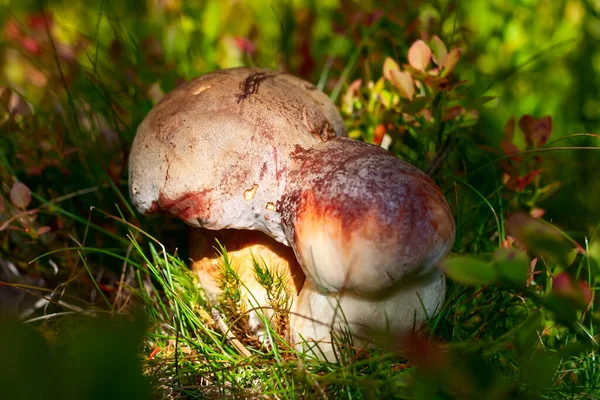 绿色苔藓中的金银花 古老的魔法森林蘑菇背景 阳光明媚的日子里的白蘑菇 — 图库照片