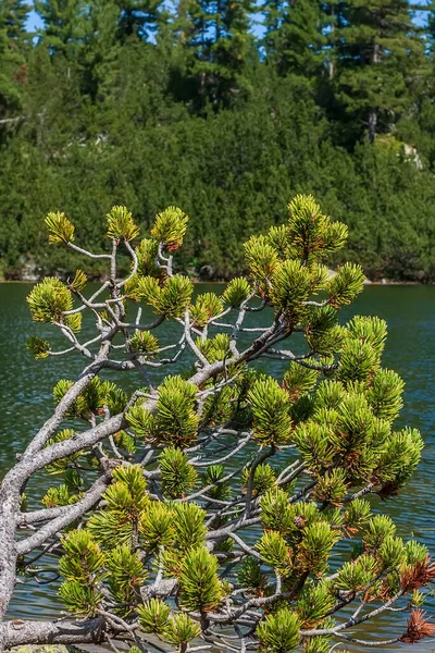 Jezioro Karkamski Bułgaria Sosna Leśny Letni Krajobraz — Zdjęcie stockowe
