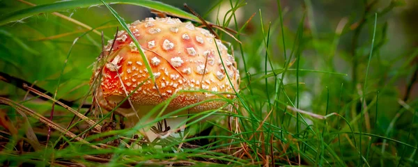 Amanita Létat Agarické Houby Červenou Čepicí Zblízka Lesní Trávě Přírodní — Stock fotografie