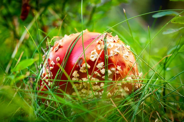 Amanita mucha Grzyby agaric w trawie leśnej — Zdjęcie stockowe