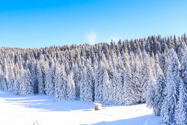Skogsträd täckta av tung snö — Stockfoto