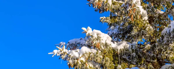 Banner de neve de inverno de Natal, ramo de abeto — Fotografia de Stock