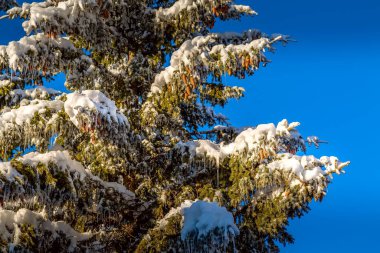 Noel kar arka planında, ladin dalında