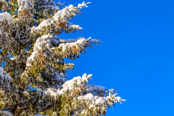 クリスマス冬の雪の背景、トウヒの枝 — ストック写真