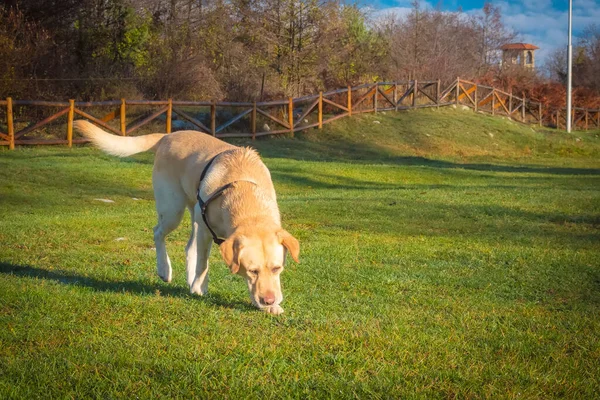 Labrador dog outdoors sniffing