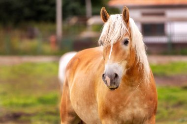 Çiftlik arka planında kahverengi ve beyaz at portresi