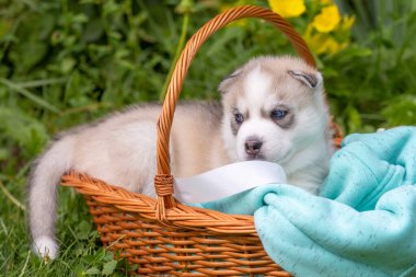 Şirin Sibirya köpeciği sepette mavi gözlü, dilini gösteren, kopyalama alanı olan